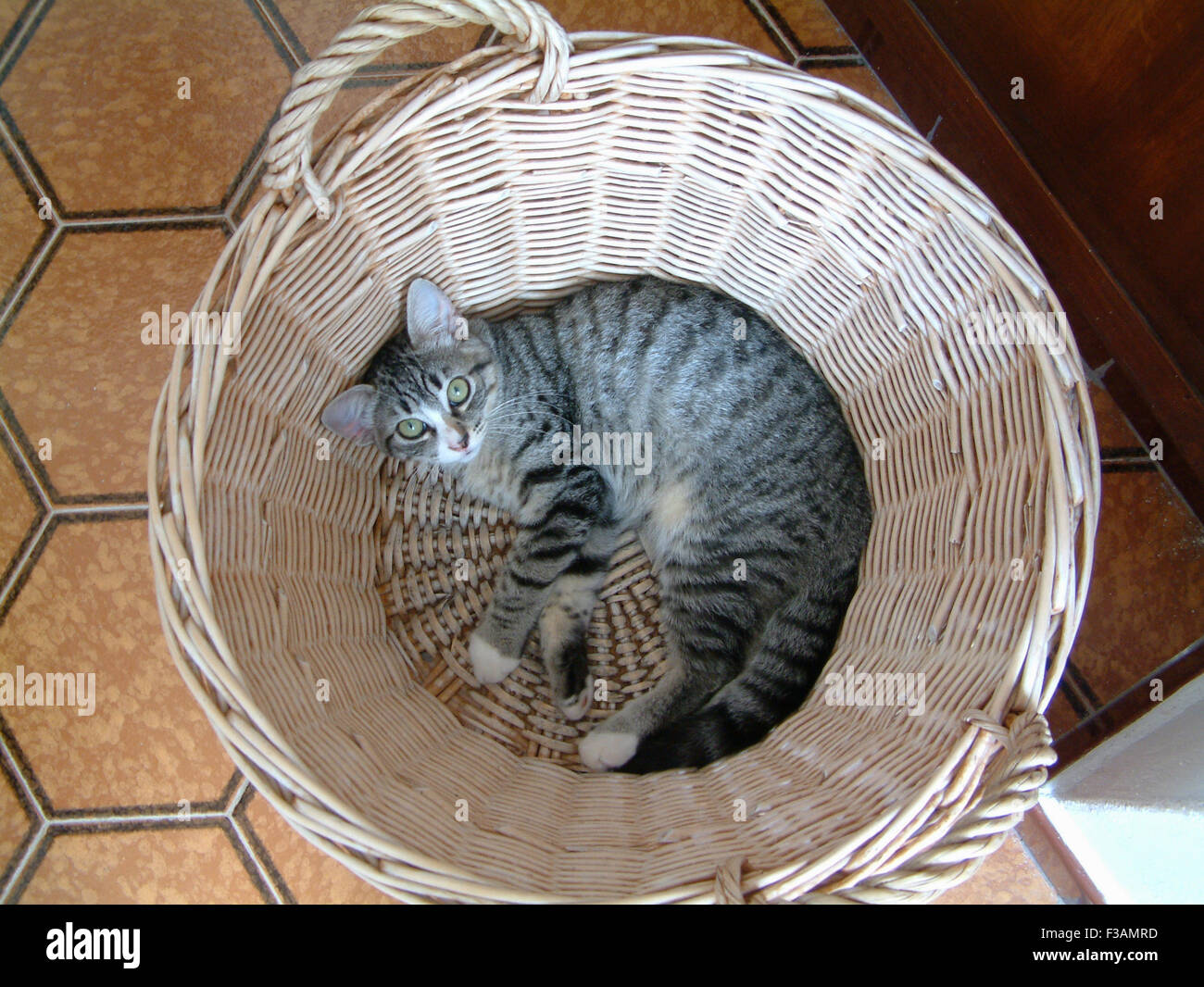 Gatto in un cestino Foto Stock