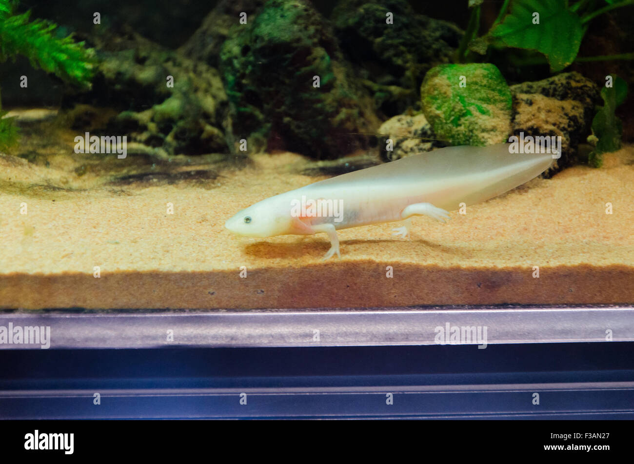 Uno strano Mare anfibio animale in un acquario Foto Stock