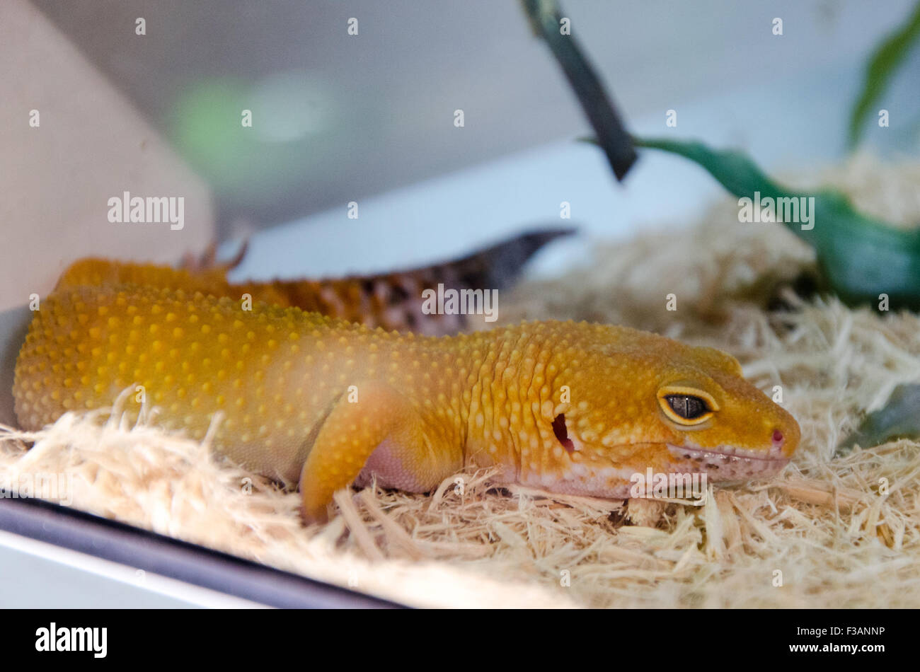 Uno strano giallo arancione lucertola distesa sul suo aquarium Foto Stock