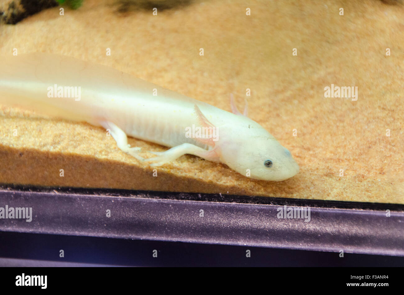 Uno strano Mare anfibio animale in un acquario Foto Stock