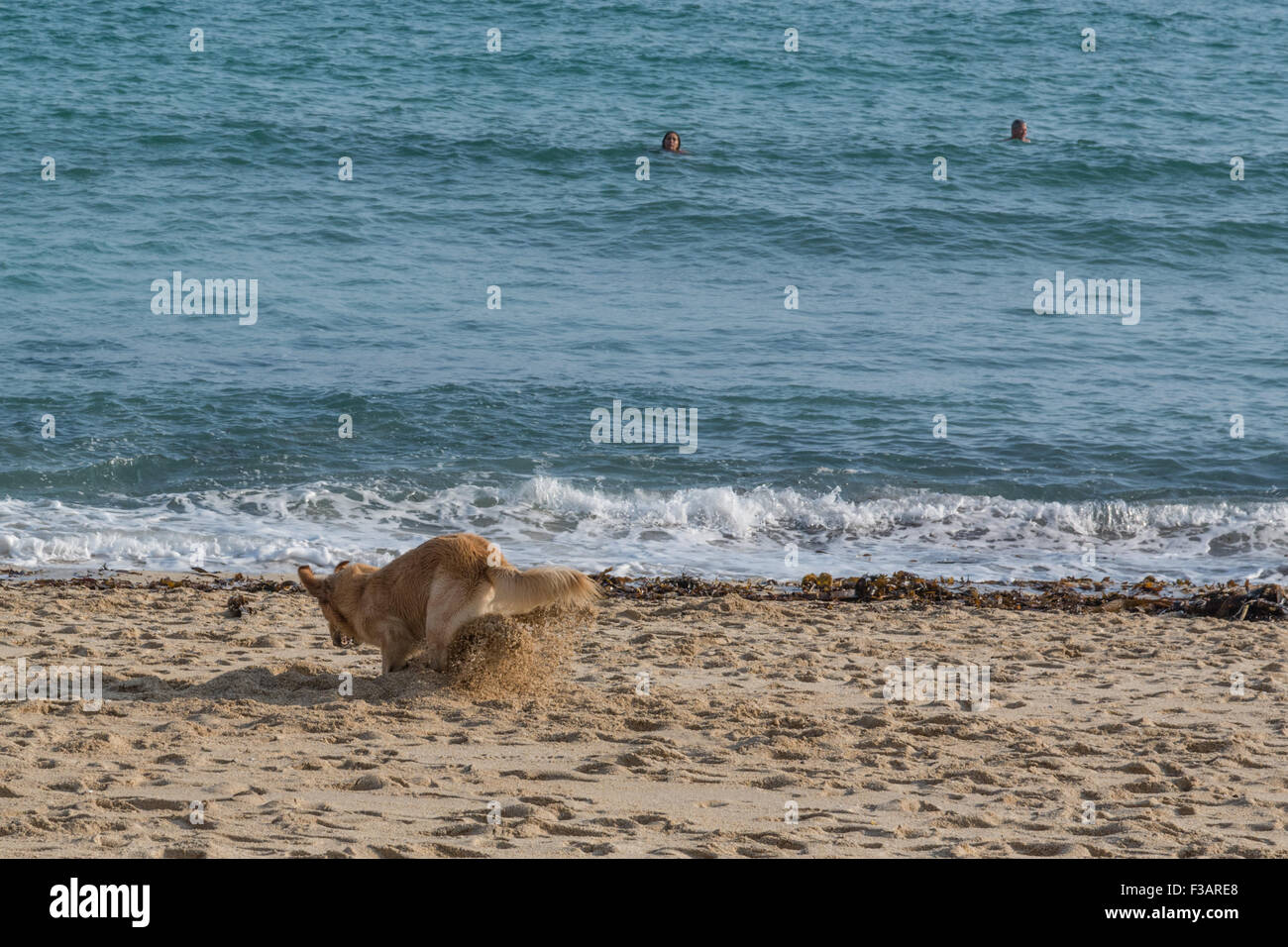 Treen, Porthcurno, Cornwall, Regno Unito. Il 3 ottobre 2015. Regno Unito Meteo. Pomeriggio di sole sulle spiagge a Treen e Porthcurno limitrofi. Credito: Simon Yates/Alamy Live News Foto Stock