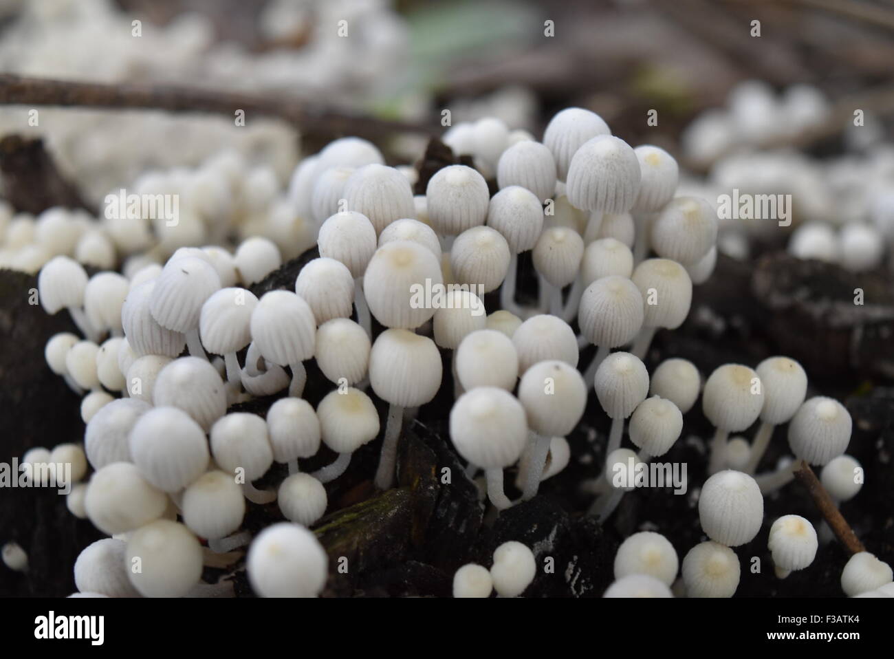 Bella fotografia a fungo - sfondo naturale Foto Stock