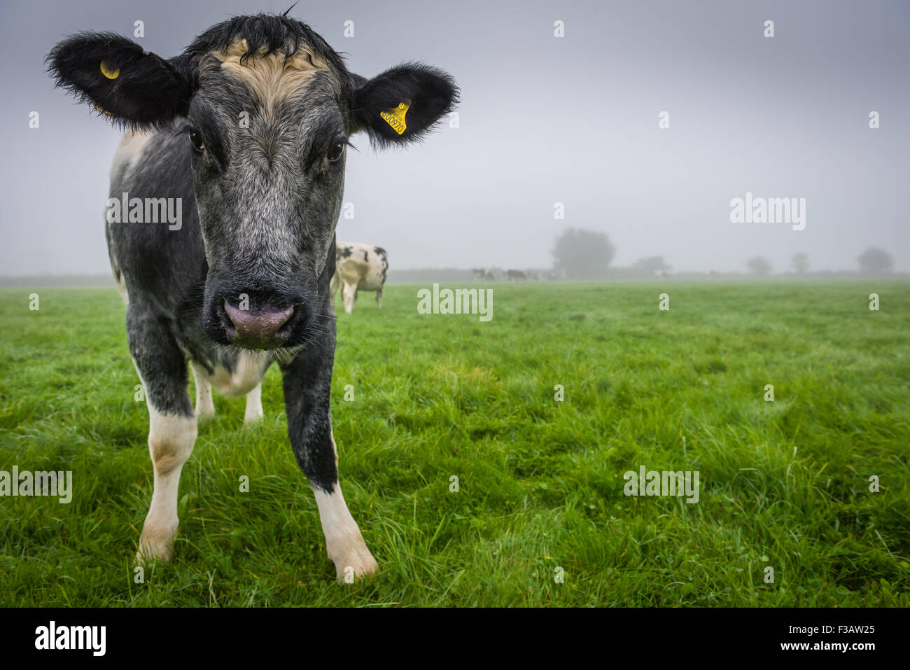 Le vacche nella nebbia Foto Stock