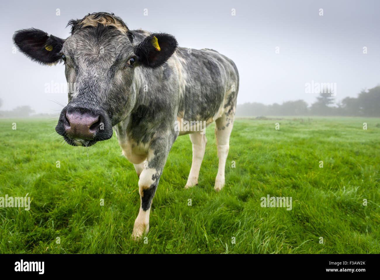 Le vacche nella nebbia Foto Stock