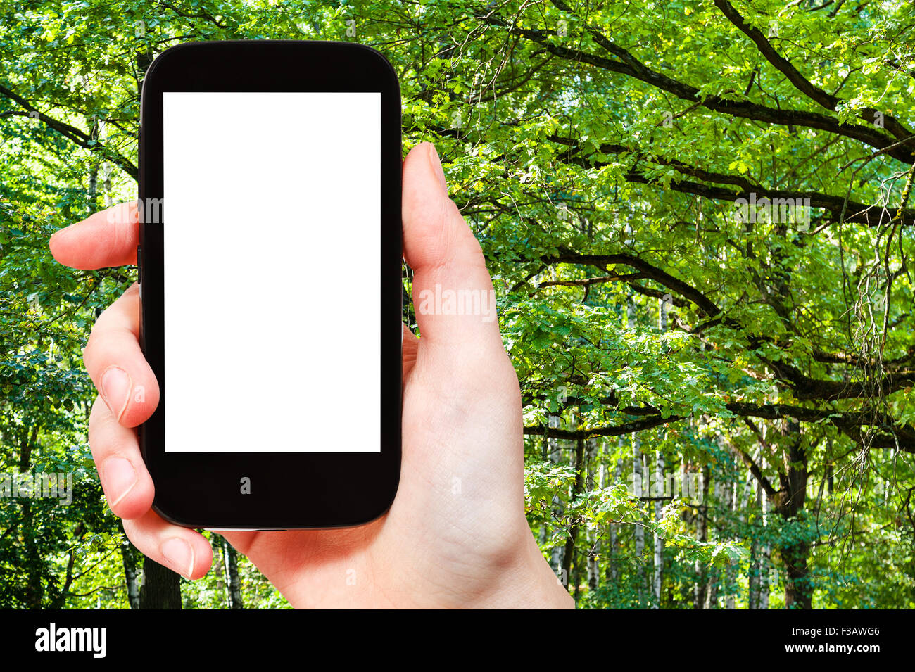 Concetto di viaggio - mano trattiene smartphone con tagliare fuori schermo verde e rami di quercia in estate foresta sullo sfondo Foto Stock