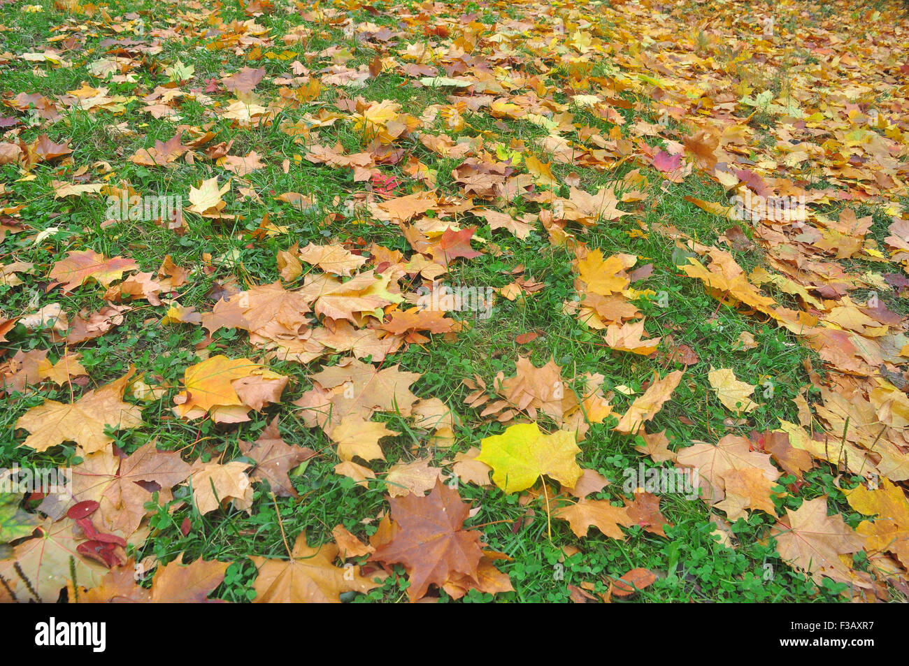 Foglie di autunno sull'erba. L'autunno è la stagione delle foglie che cadono e splendidi giardini. Foto Stock
