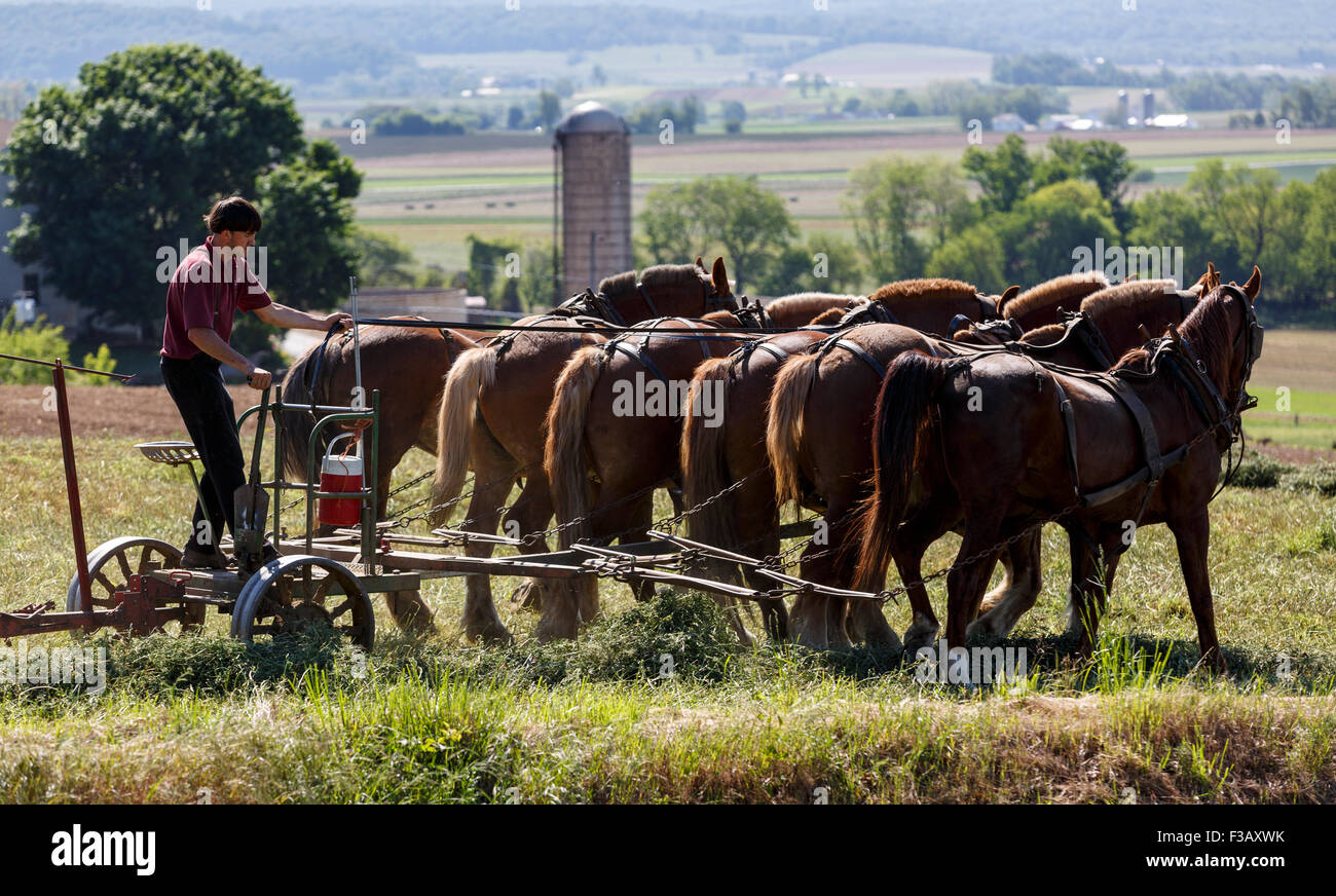 Squadra di sei cavalli che tirano la fieno Amish paese Lancaster Pennsylvania Stati Uniti Foto Stock
