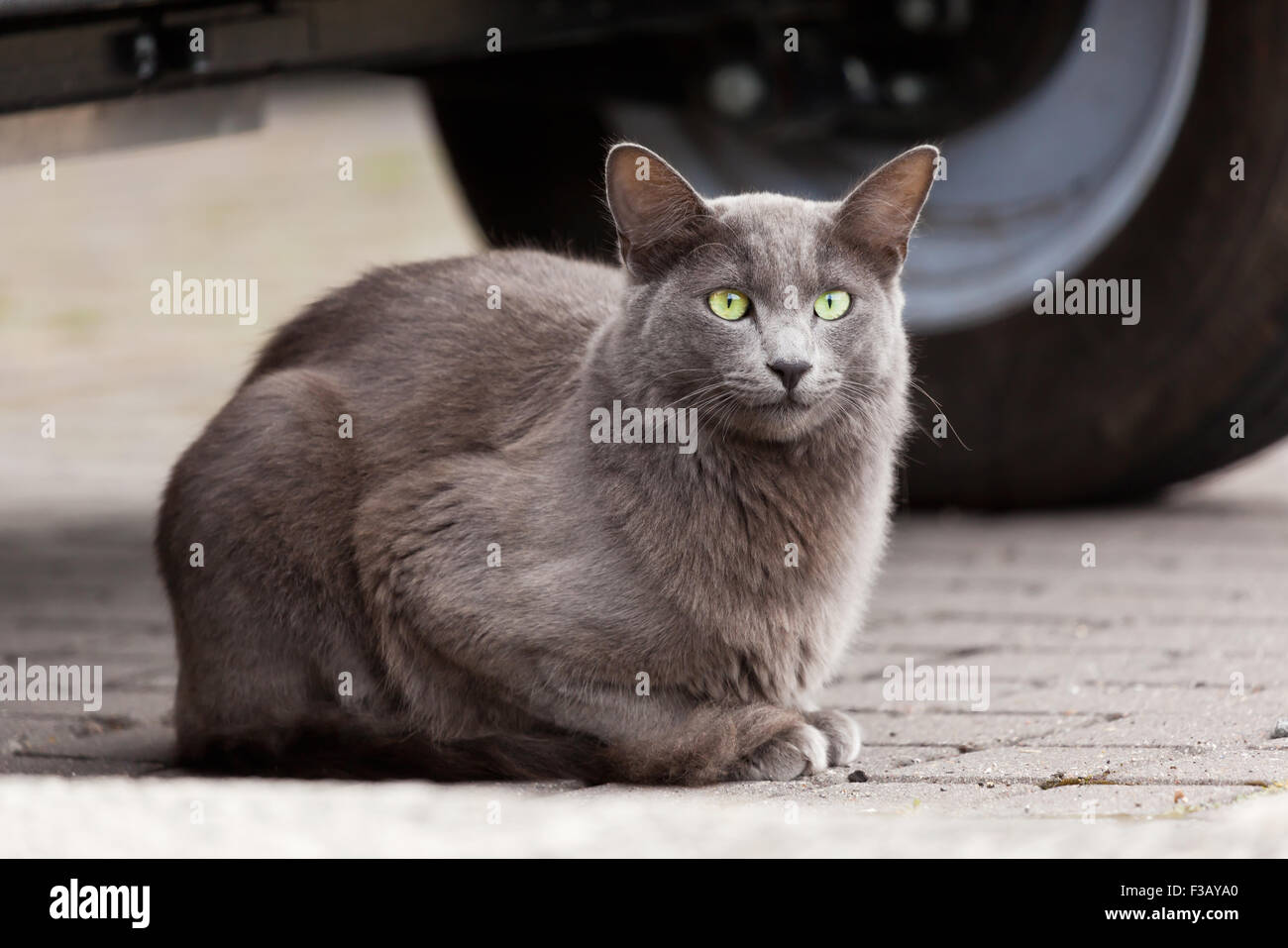 Gatto grigio con sorprendenti occhi verdi Foto Stock