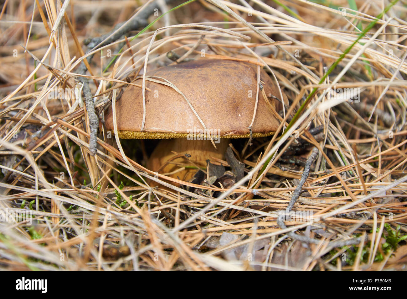 Imleria badia, comunemente noto come il bay bolete di aghi di pino Foto Stock