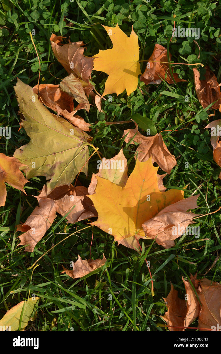 Foglie di autunno sull'erba. L'autunno è la stagione delle foglie che cadono e splendidi giardini. Foto Stock