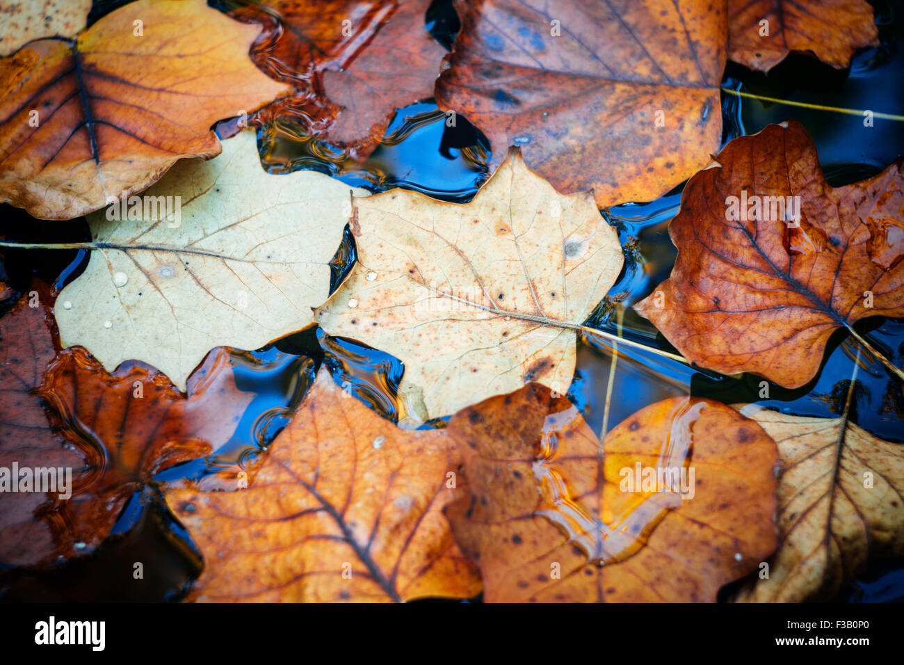Foglie di autunno sull'acqua Foto Stock