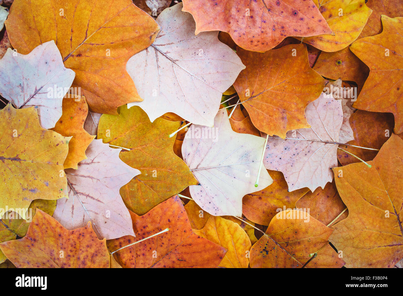 Foglie di autunno sfondo. Tulip poplar Foto Stock