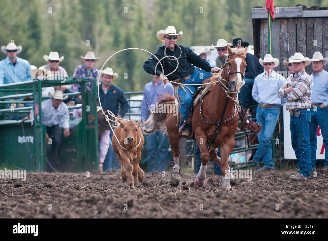 Calf roping, acqua Valley rodeo, acqua Valley, Alberta, Canada Foto Stock