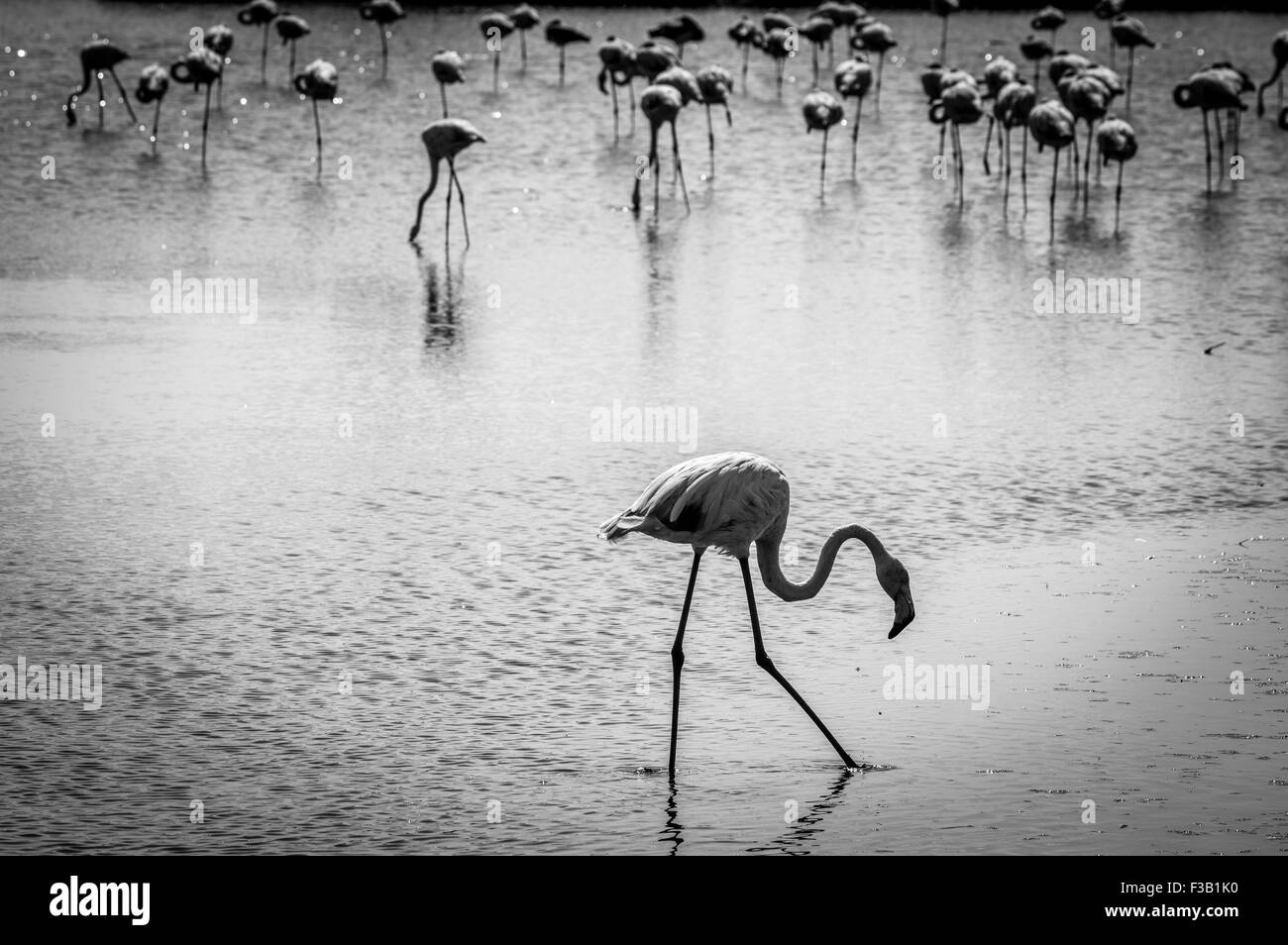 Rosa grosso uccello fenicottero maggiore (Phoenicopterus ruber) nell'acqua, Camargue, Francia Foto Stock