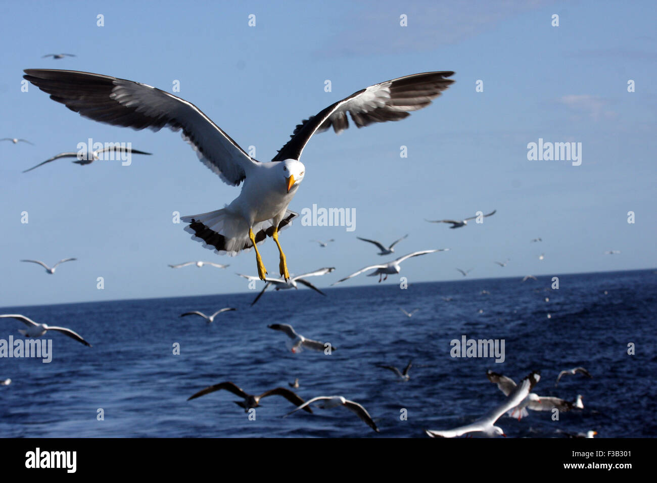 Gabbiani in volo in Australia, Oceano Meridionale Foto Stock