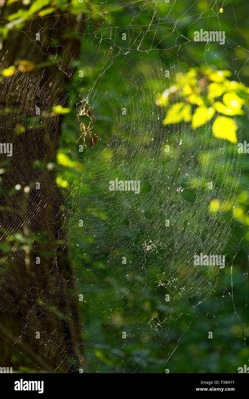 Spider Web scuro scary spooky aracnide Foto Stock