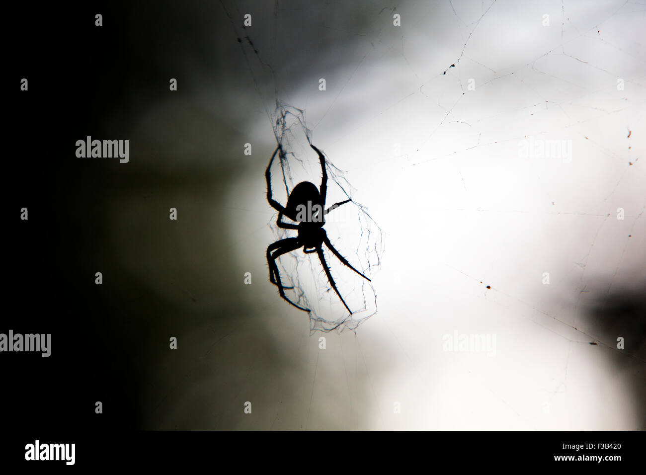grande silhouette a ragno nera Foto Stock