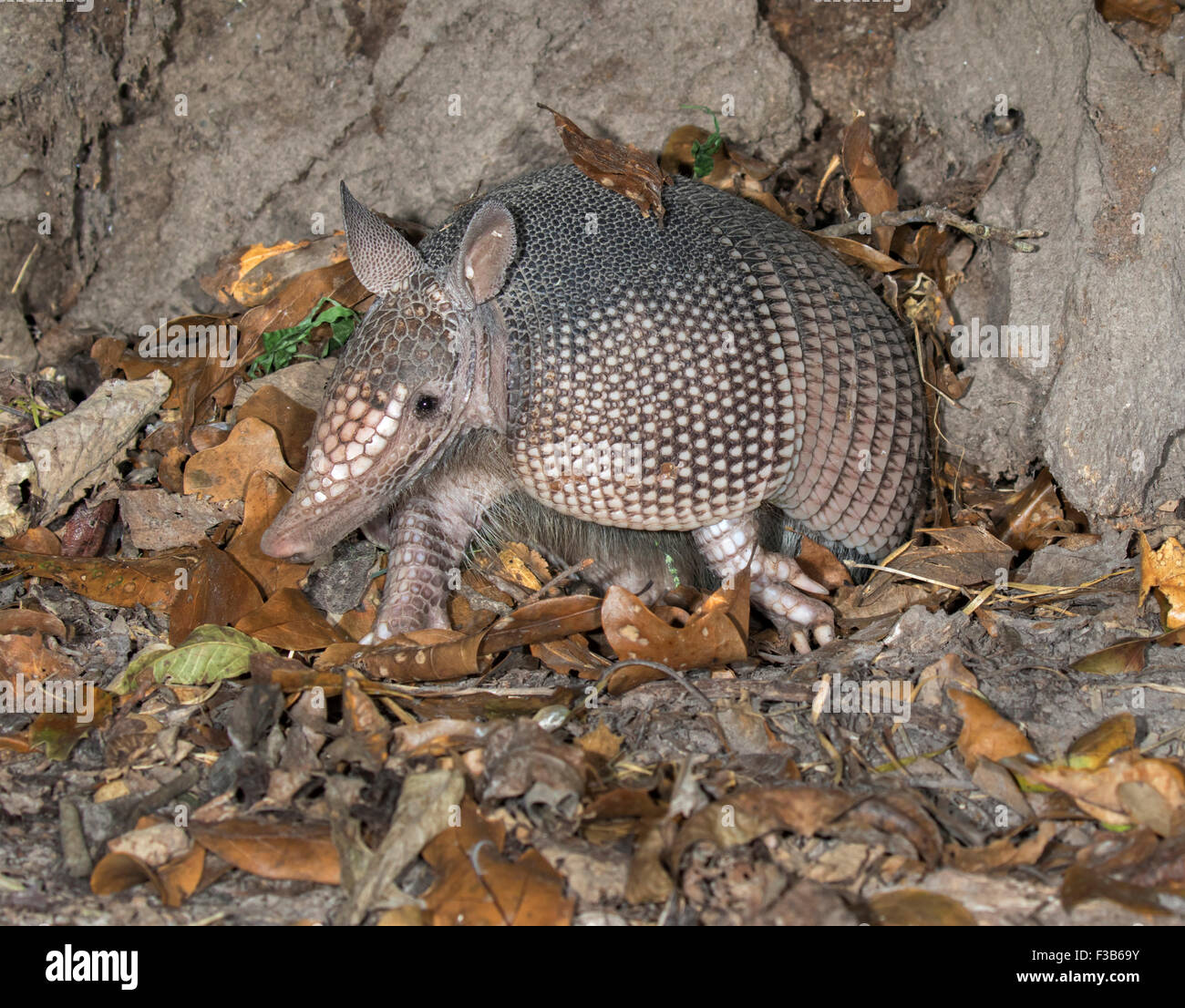 Fauna selvatica immagini e fotografie stock ad alta risoluzione Alamy