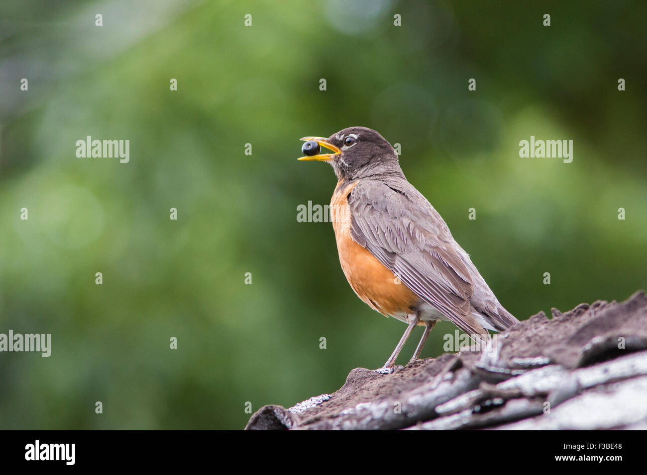 American robin (turdus migratorius) in estate Foto Stock