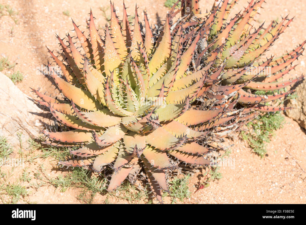 La Gorea, Aloe melanacantha, è una rara specie di Aloe dall'Namaqualand aride zone della parte occidentale del Sud Africa Foto Stock