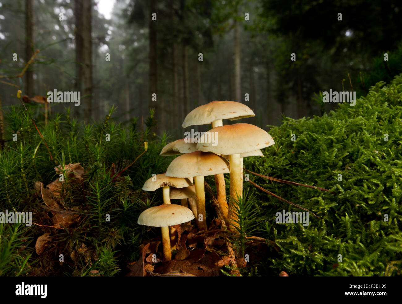 Ciuffo di zolfo (Hypholoma fasciculare), funghi velenosi in una foresta, tra Hypnum moss e comune Haircap moss Foto Stock