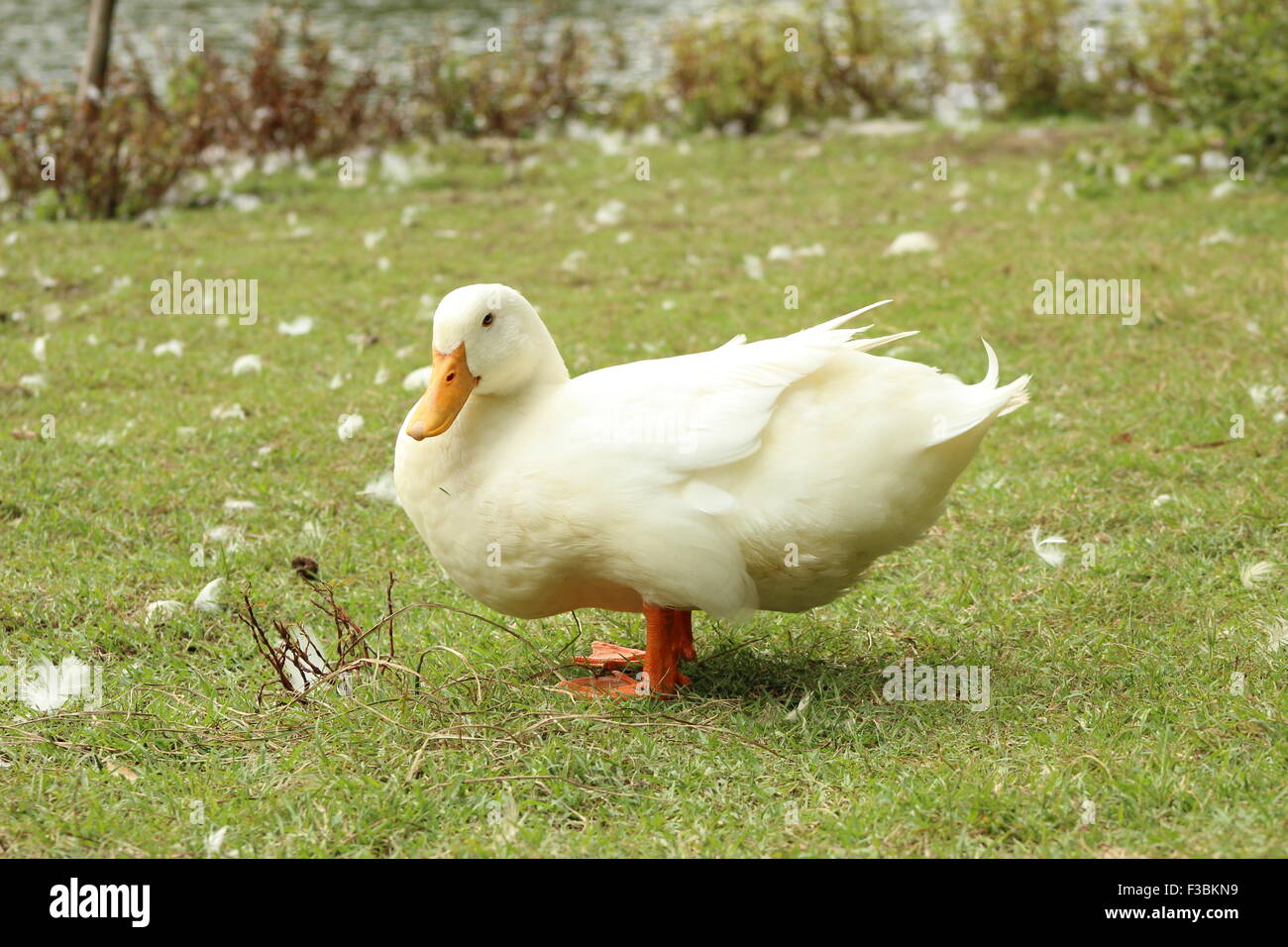 Un anatra bianco in piedi sull'erba Foto Stock