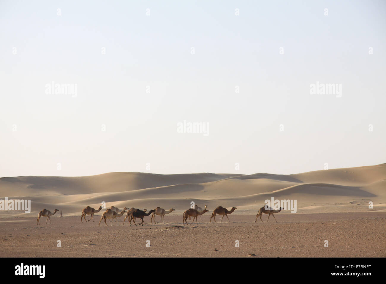 Una mandria di cammelli selvatici che attraversa il deserto arabico vicino a Dubai, EAU. Foto Stock
