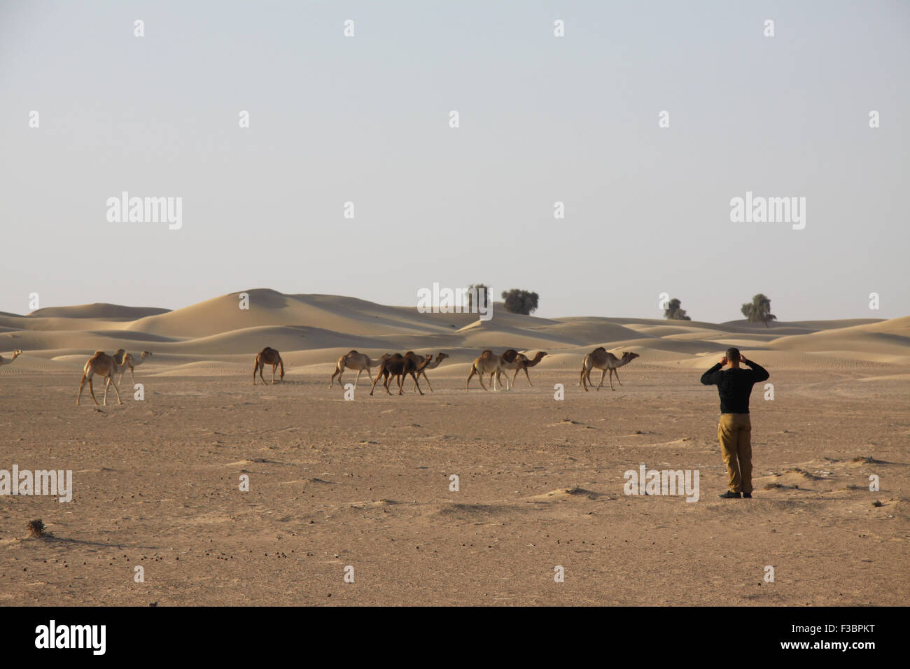 Uomo di scattare una foto di cammelli nel deserto Arabo. Foto Stock