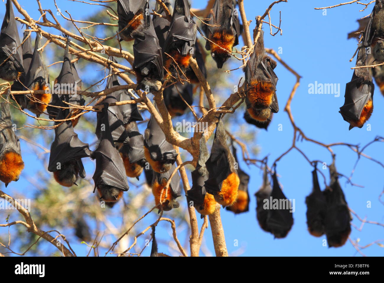 Il grigio-headed flying fox (Pteropus poliocephalus) è un nativo megabat in Australia ed è il più grande pipistrello in Australia. Foto Stock