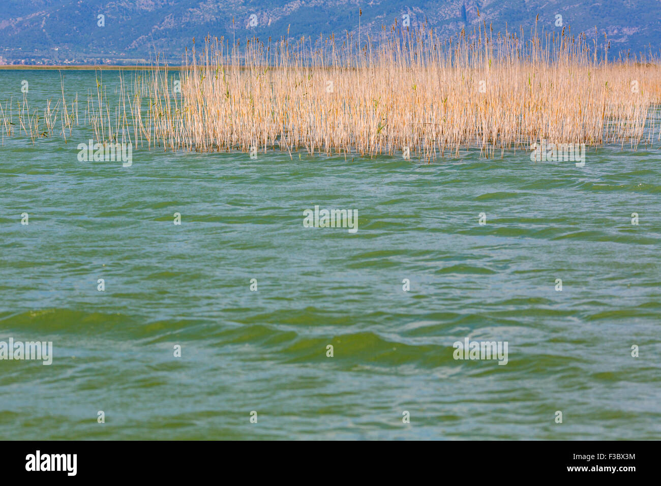 Acqua di lago con reed erba sfondo naturale Foto Stock