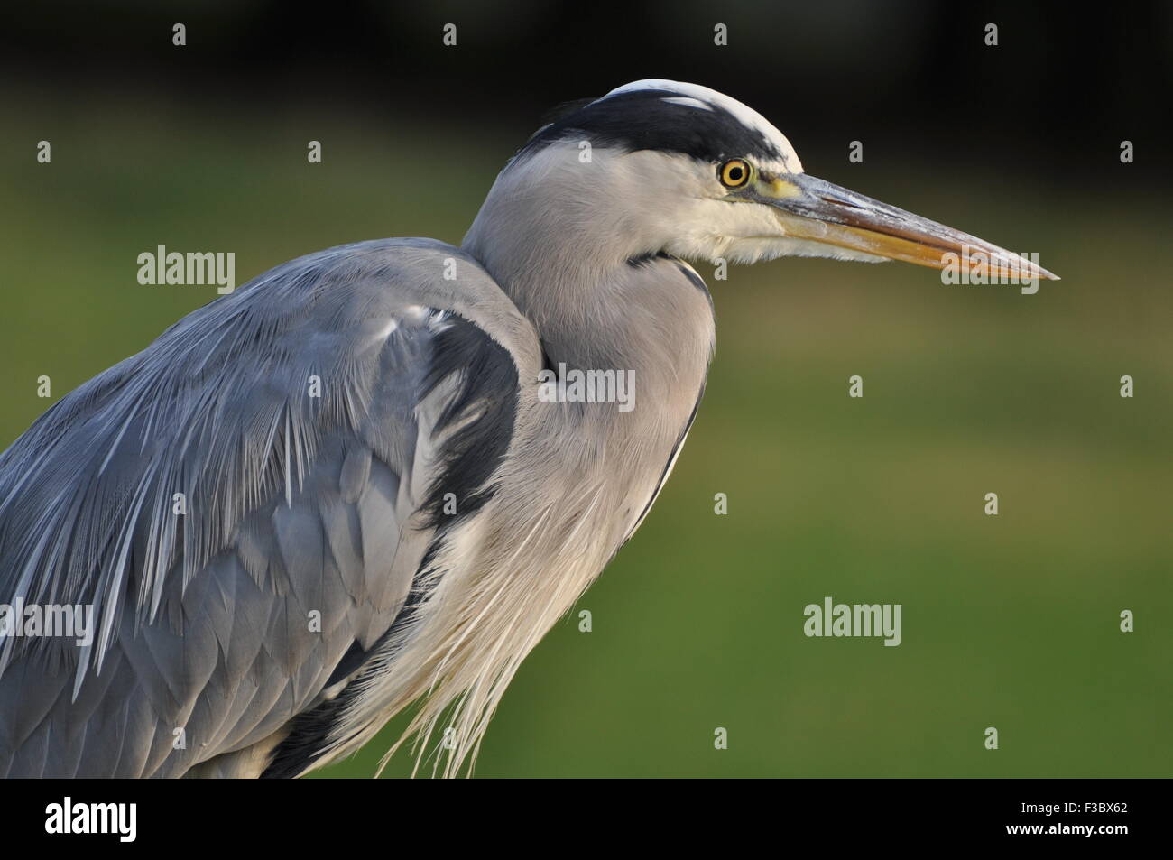 Heron grigio (Ardea Cinerea) Ritratto di un Heron grigio solitario a Bushy Park Kingston Londra Inghilterra Regno Unito Foto Stock