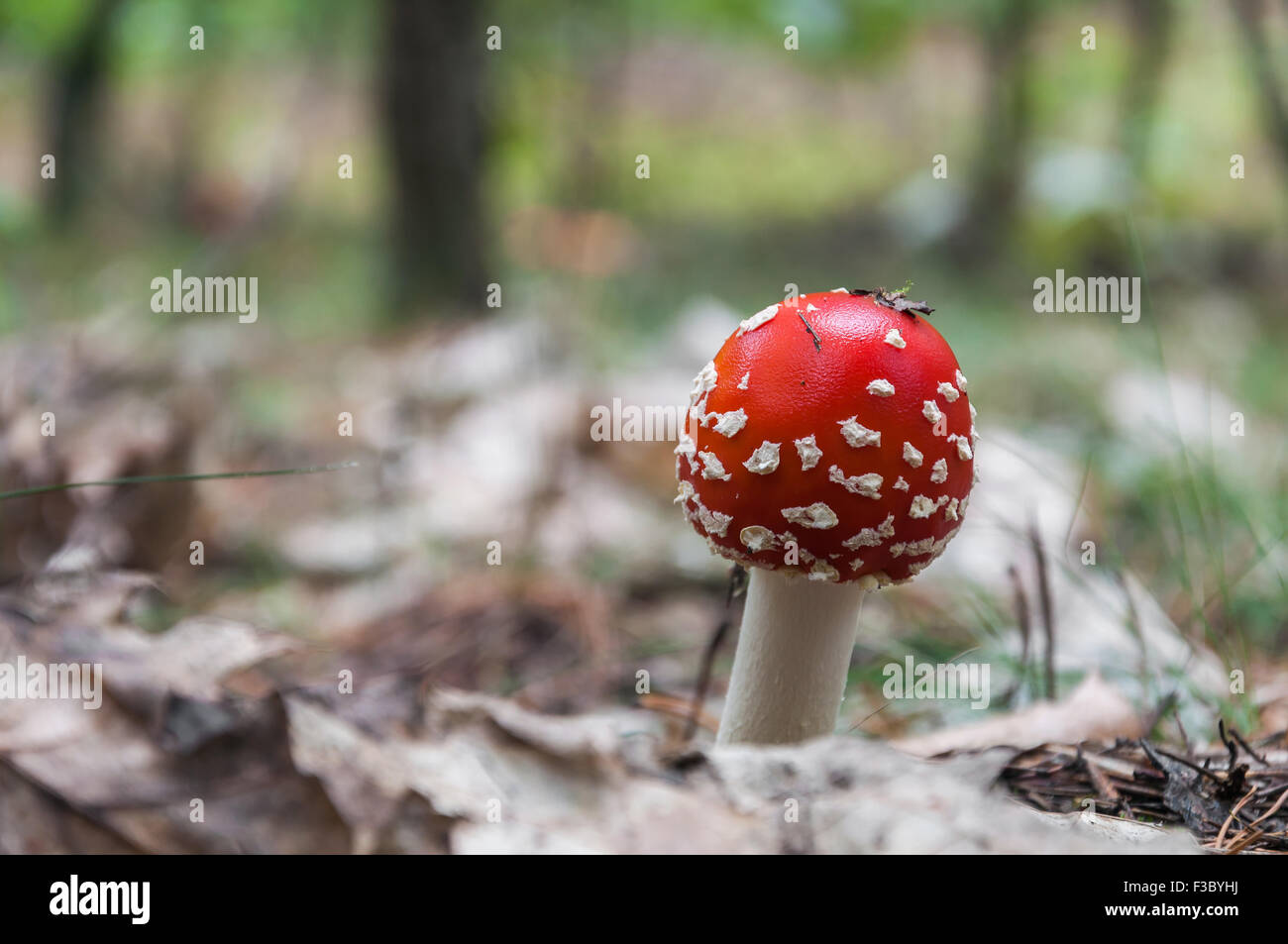 Red toadstool in una foresta. Foto Stock