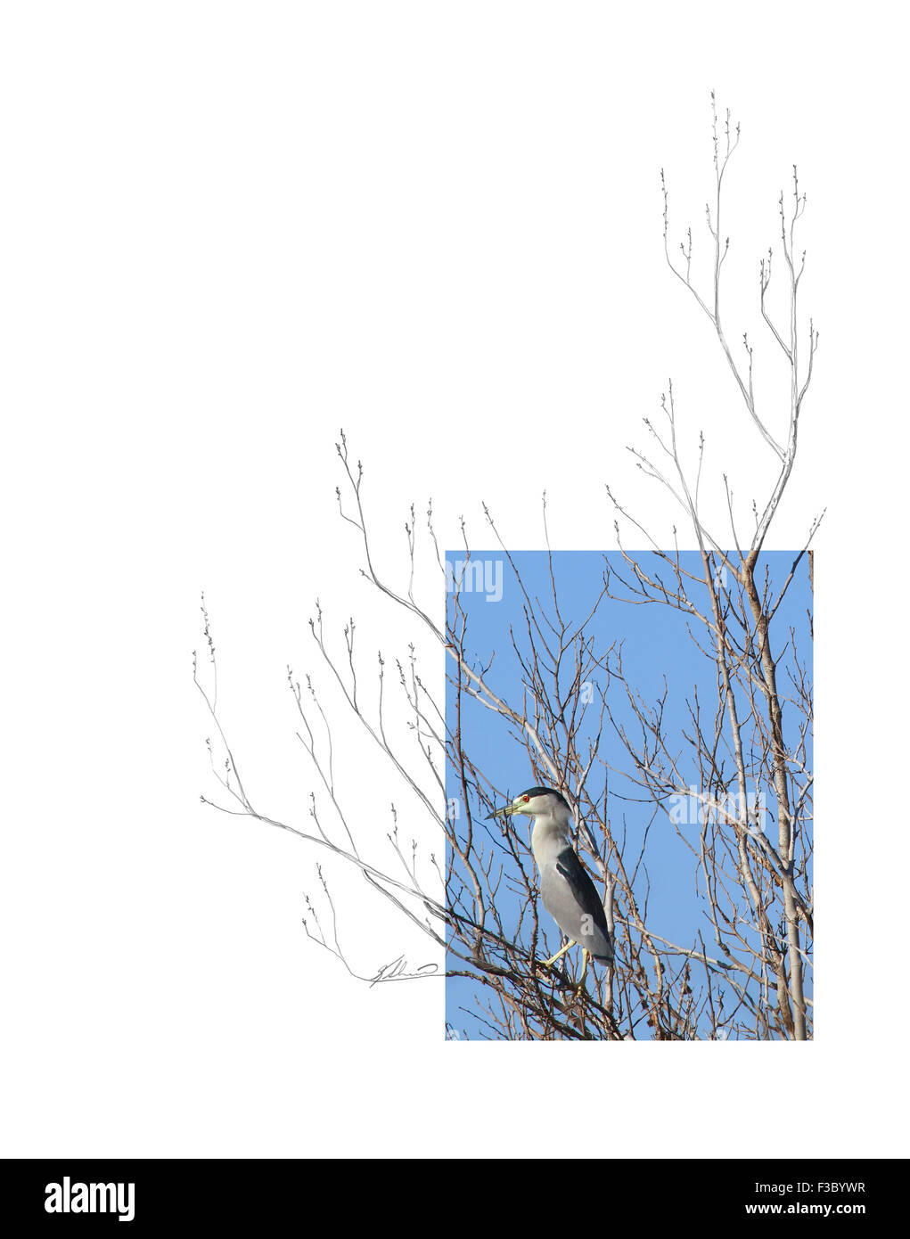 Questo è solo uno dei 27 contesto creativo immagini che abbiamo creato; foto di Andrea McInnes, schizzo da Ken Skinner. Foto Stock