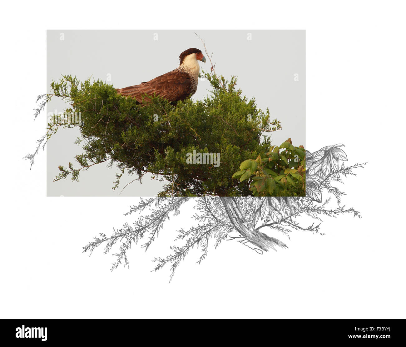 Questo è solo uno dei 27 contesto creativo immagini che abbiamo creato; foto di Andrea McInnes, schizzo da Ken Skinner. Foto Stock