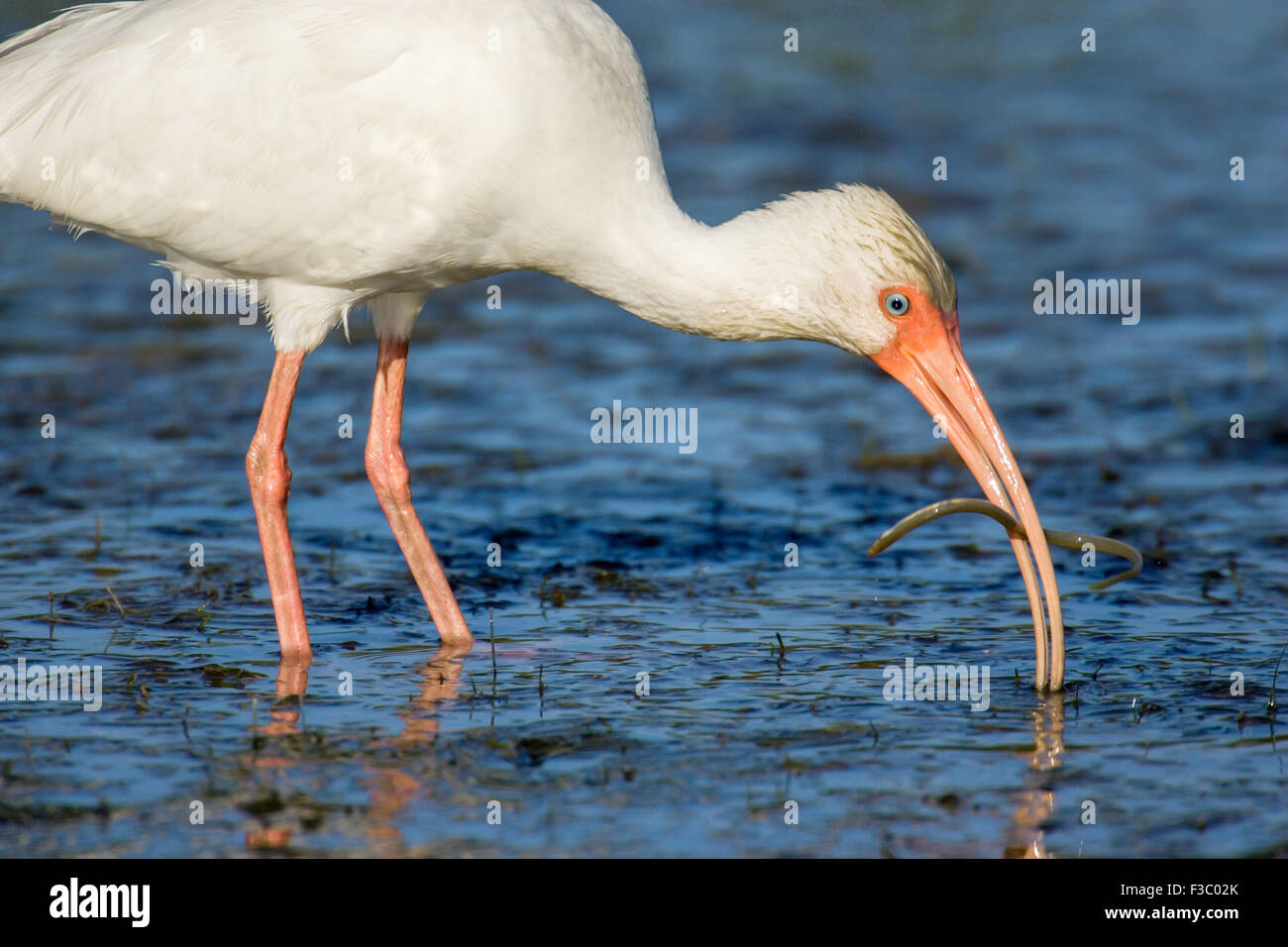 Ibis bianco (Guara alba) cercando di mangiare un piccolo serpente. Dopo un bel pò di lotta, l'uccello è riuscito a mangiare il serpente. Foto Stock