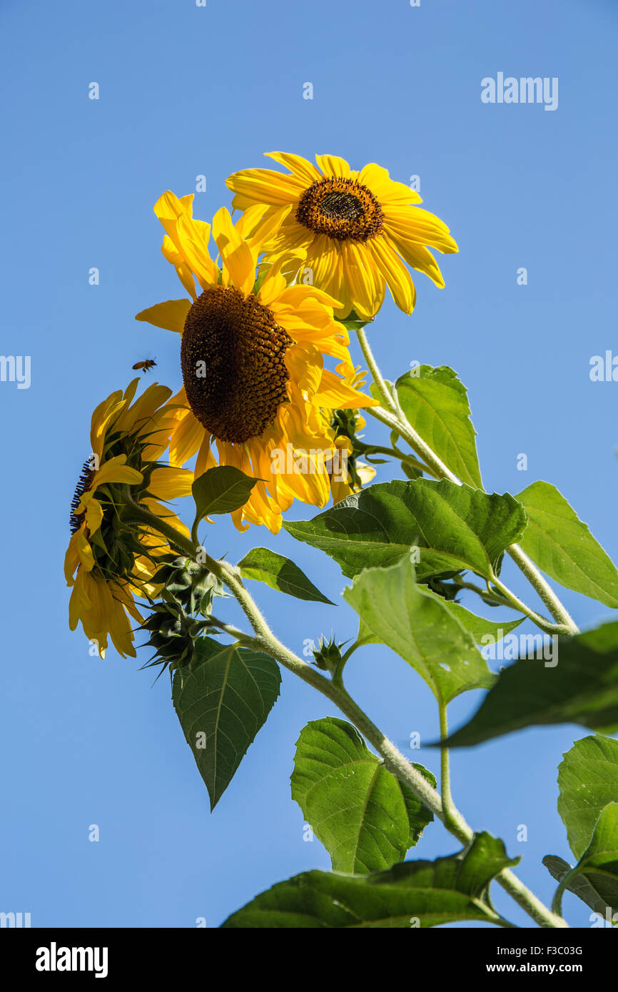 Girasoli crescono in E. Lorene giovane comunità giardino a Leavenworth, Washington, Stati Uniti d'America Foto Stock