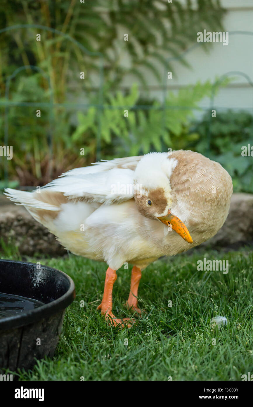 Di colore beige e bianco Indian Runner duck preening. Indian Runner anatre sono un insolito Razza di Anatra domestica. Foto Stock