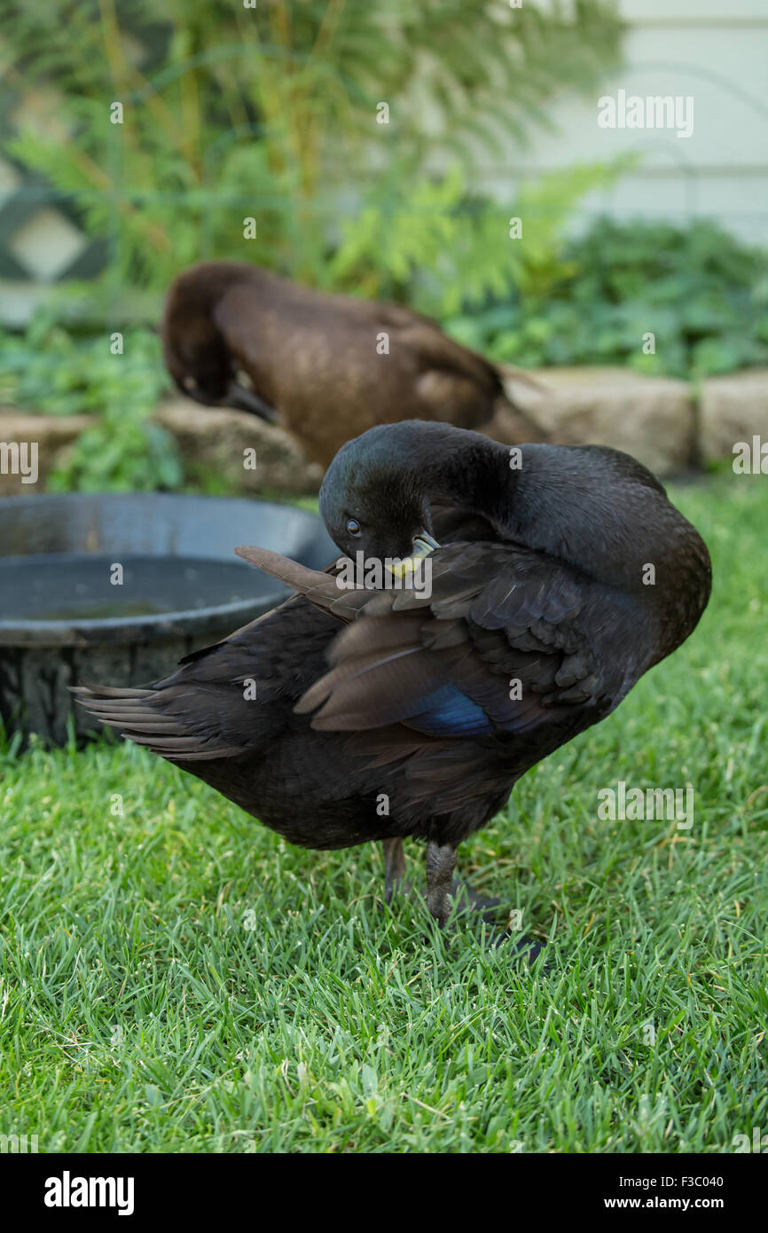 Il nero e il cioccolato Indian Runner anatre preening. Indian Runner anatre sono un insolito Razza di Anatra domestica. Foto Stock