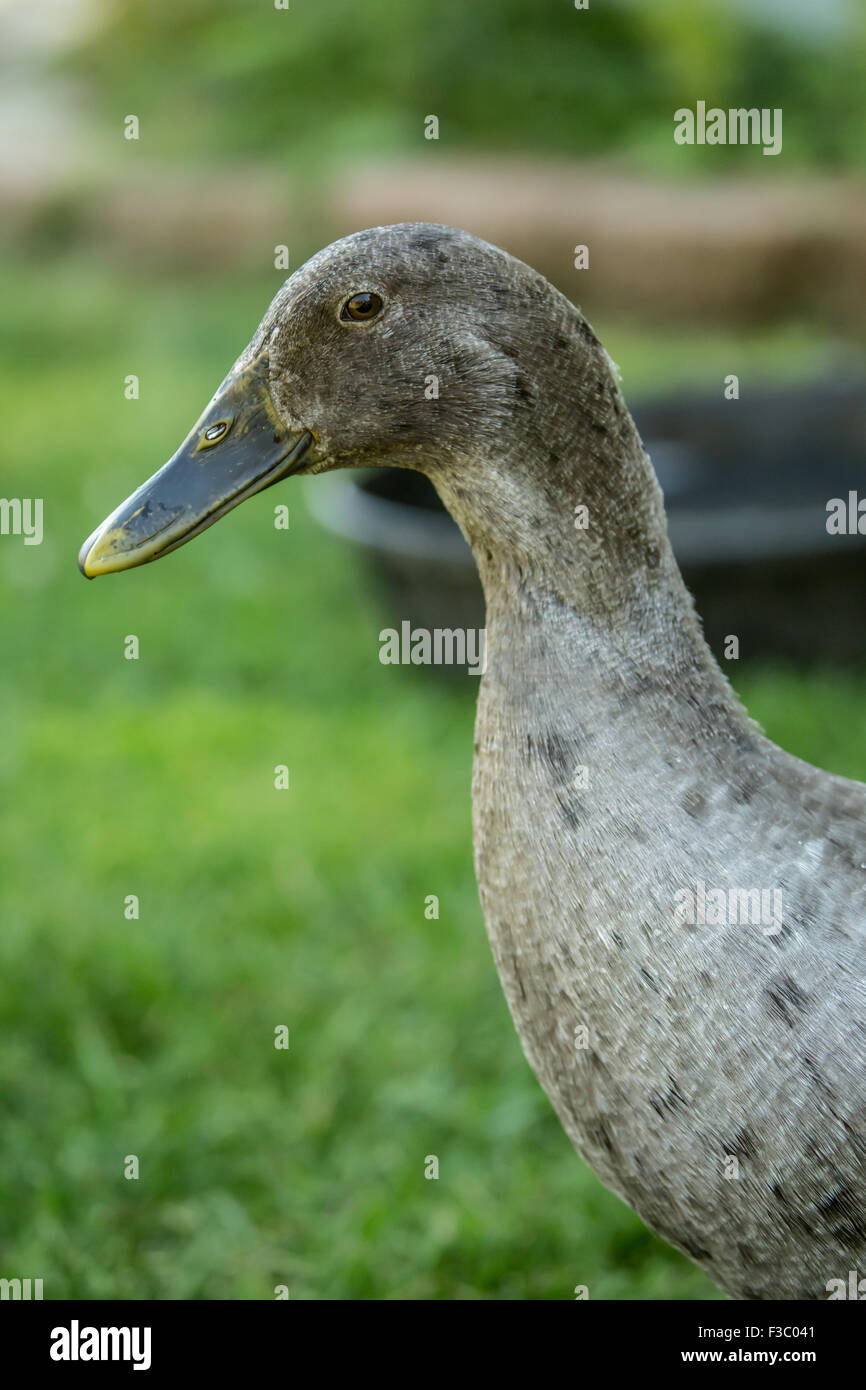 Blue Indian Runner duck close-up. Indian Runner anatre (Anas platyrhynchos domesticus) sono un insolito Razza di Anatra domestica. Foto Stock