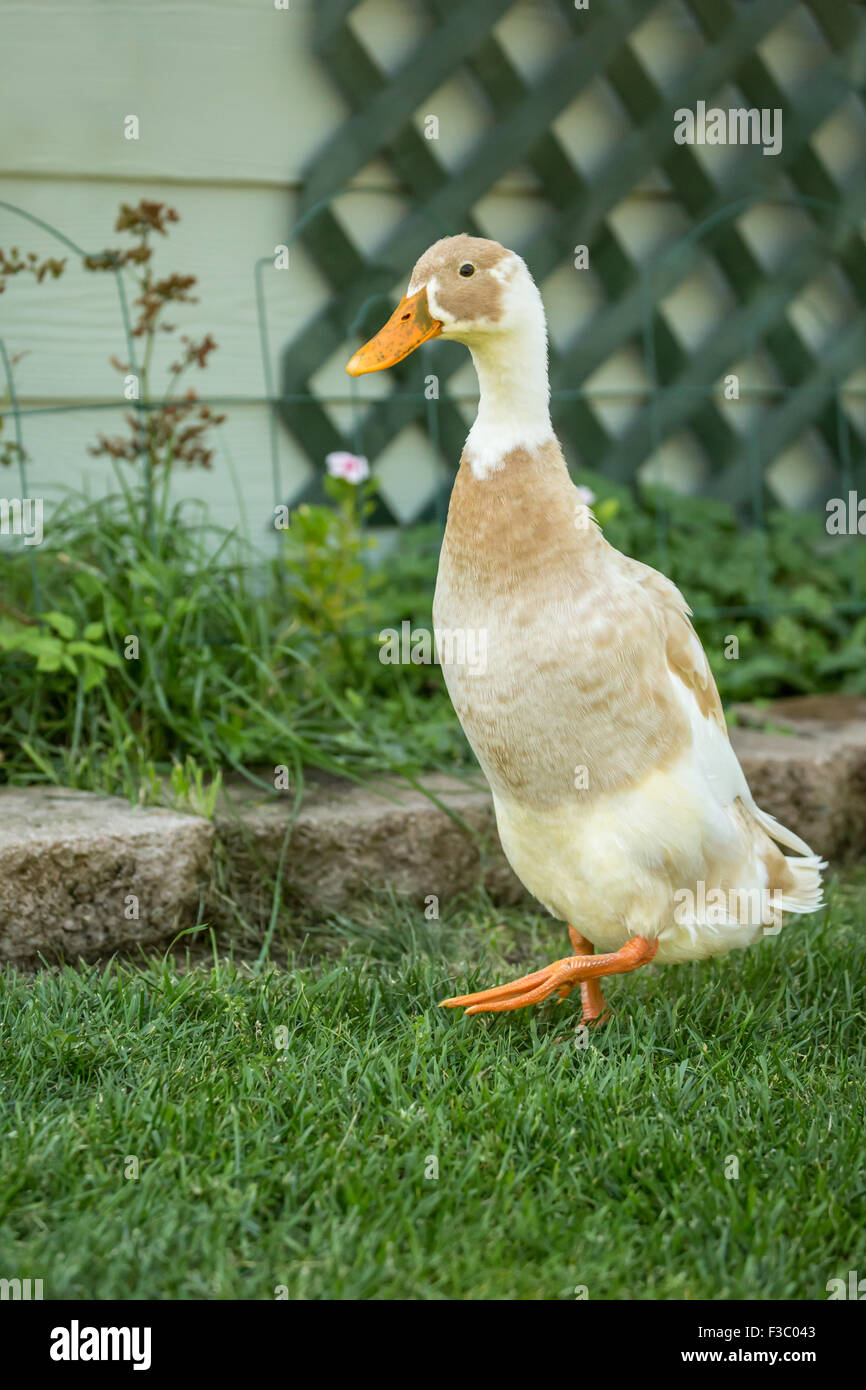 Di colore beige e bianco Indian Runner duck (Anas platyrhynchos domesticus). Essi sono un insolito Razza di Anatra domestica. Foto Stock