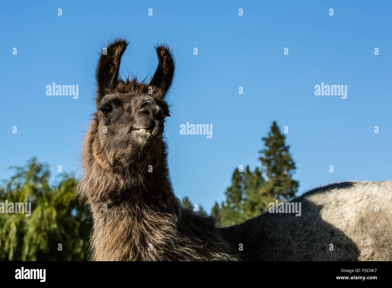 Llama Ritratto a Matita viola Ranch a Leavenworth, Washington, Stati Uniti d'America Foto Stock