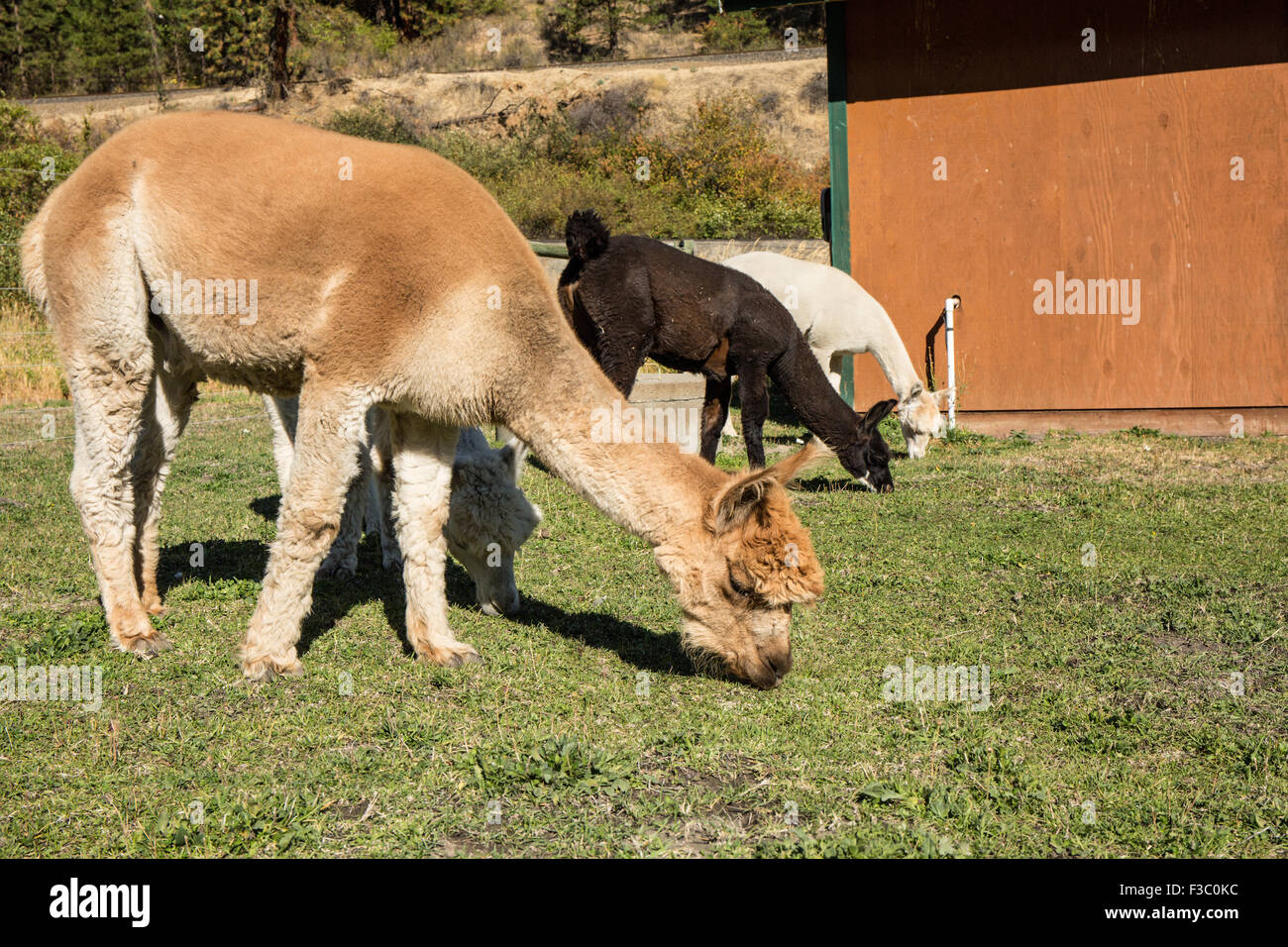 Tre alpaca alimentare al pascolo a matita viola Ranch a Leavenworth, Washington, Stati Uniti d'America Foto Stock