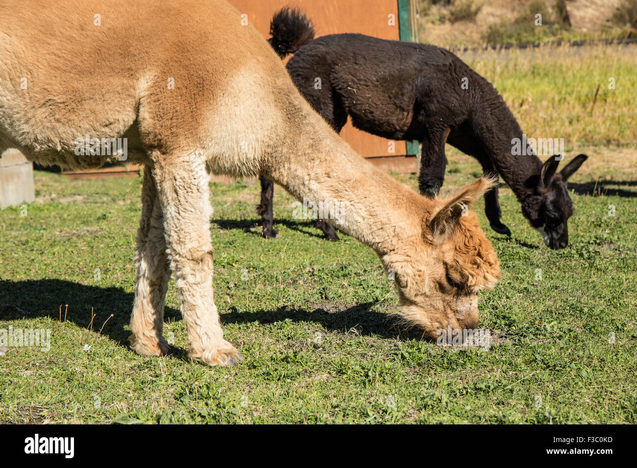 Due alpaca alimentare al pascolo a matita viola Ranch a Leavenworth, Washington, Stati Uniti d'America Foto Stock