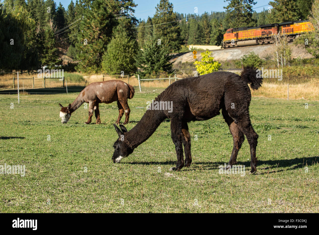 Due alpaca alimentare al pascolo a matita viola Ranch a Leavenworth, Washington, Stati Uniti d'America Foto Stock