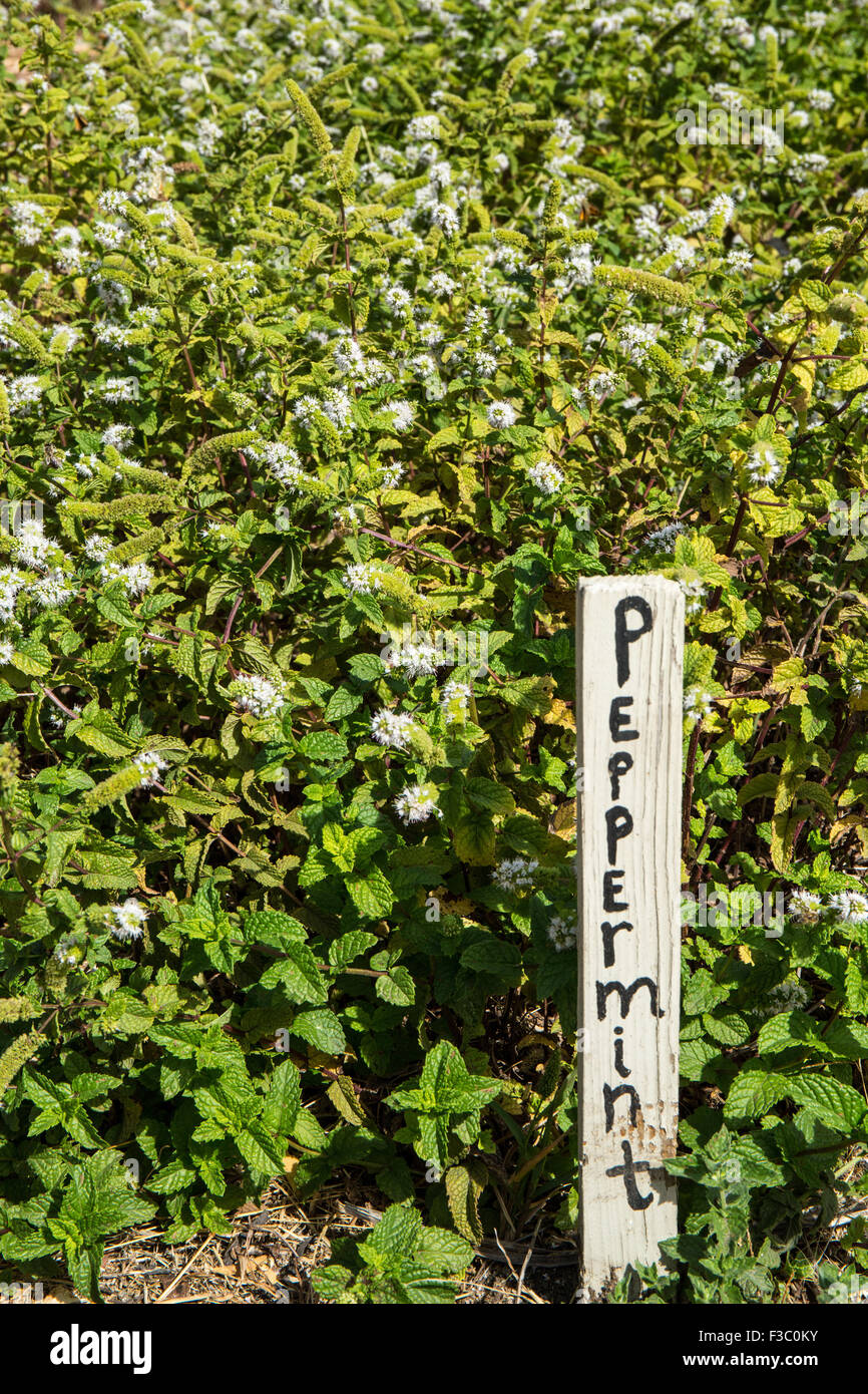 La menta piperita piante che crescono in un giardino in Leavenworth, Washington, Stati Uniti d'America Foto Stock