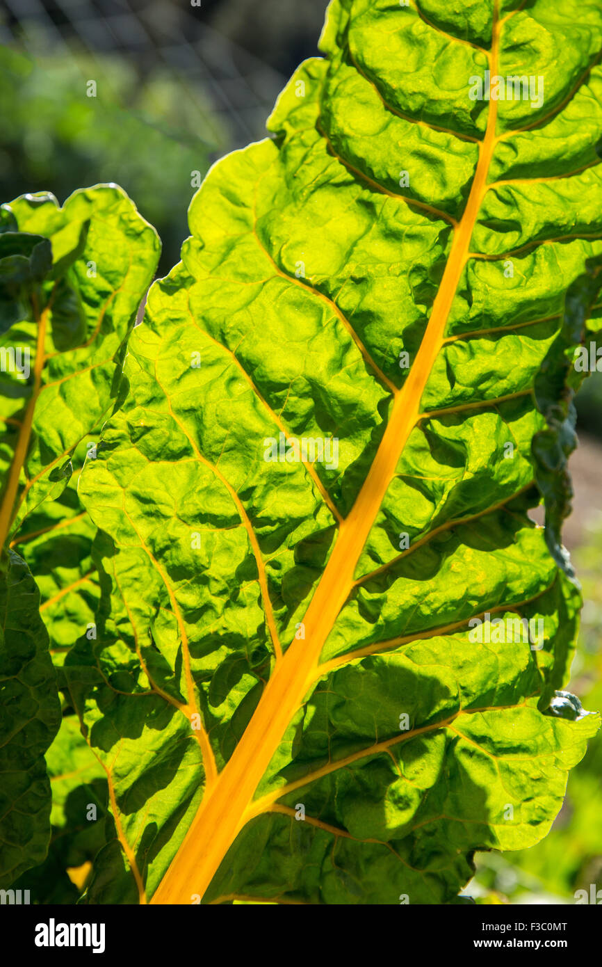 Golden retroilluminato Bietole crescendo in Leavenworth, nello Stato di Washington, USA. Foto Stock