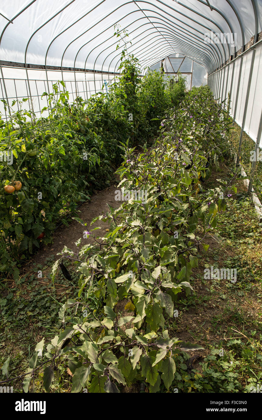 La melanzana cresce in una serra commerciale in Leavenworth, Washington, Stati Uniti d'America Foto Stock