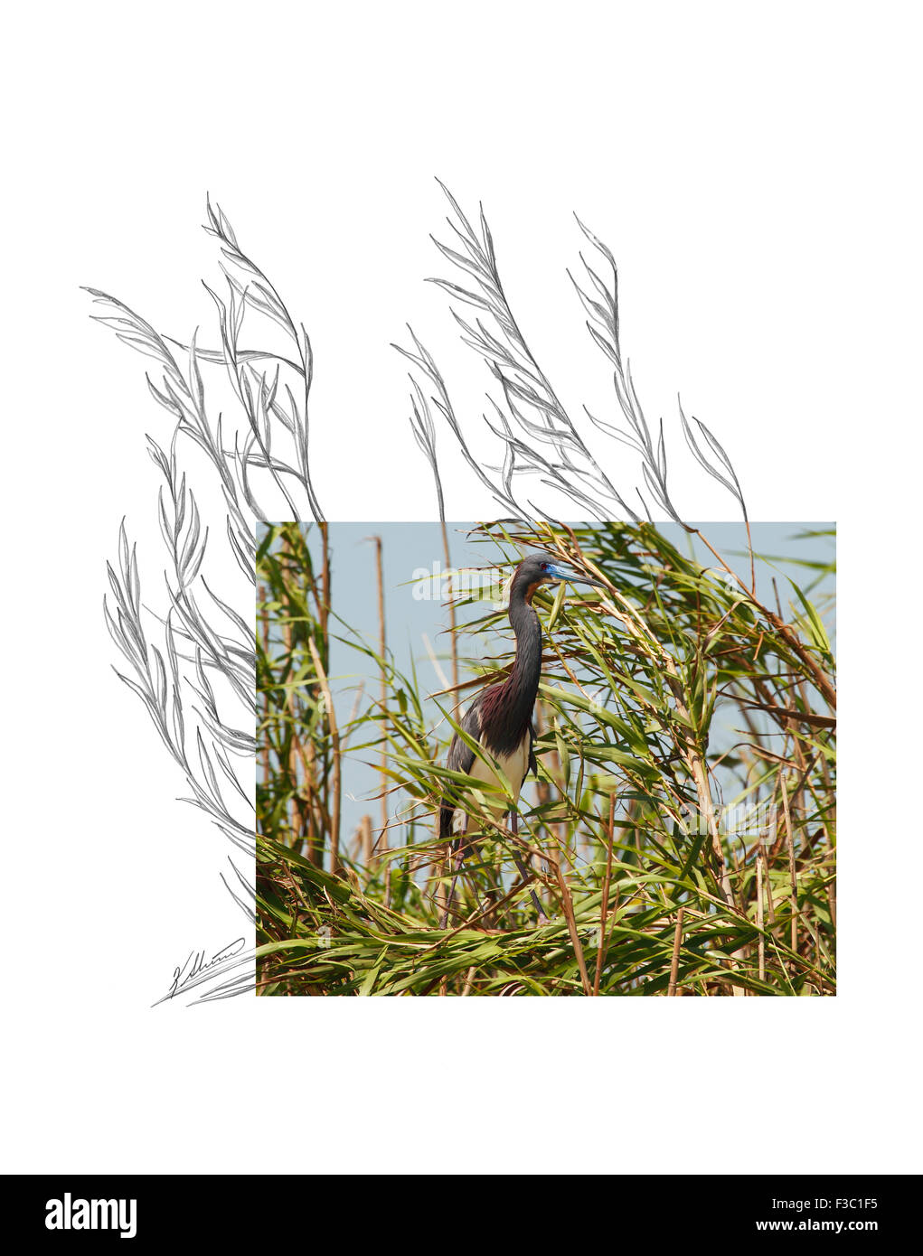 Questo è solo uno dei 27 contesto creativo immagini che abbiamo creato; foto di Andrea McInnes, schizzo da Ken Skinner. Foto Stock