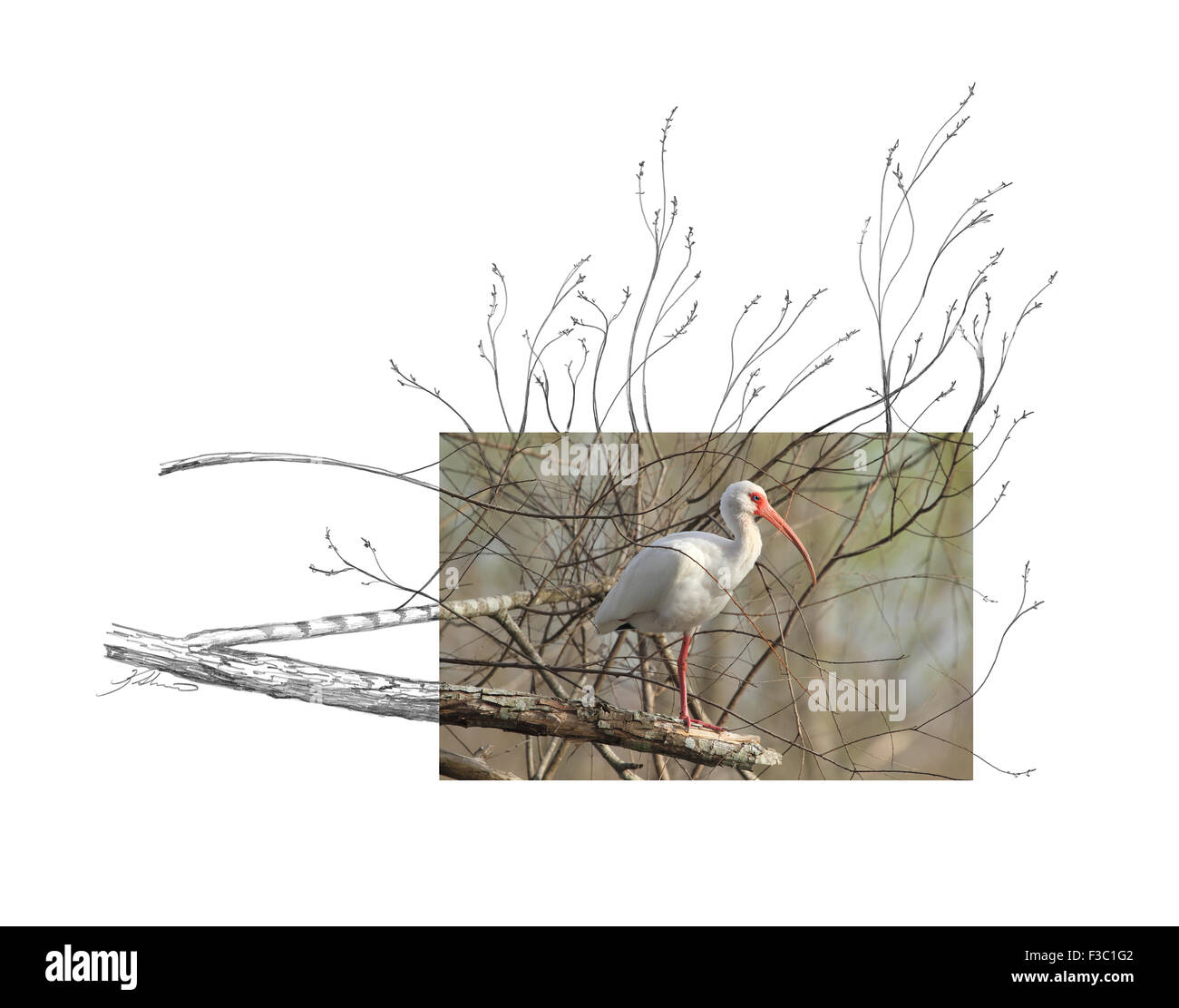 Questo è solo uno dei 27 contesto creativo immagini che abbiamo creato; foto di Andrea McInnes, schizzo da Ken Skinner. Foto Stock