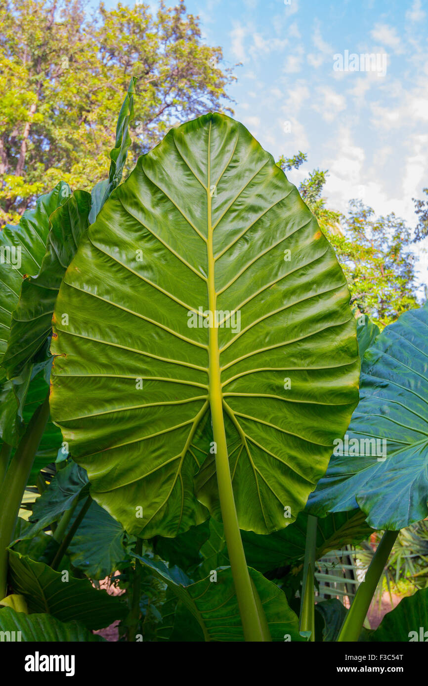 Gigante di foglie di taro (Alocasia) Foto Stock